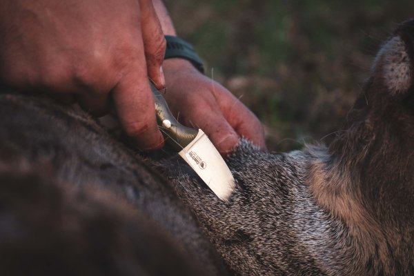 Casström Safari Mini Hunter Orange, kydex
